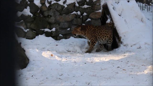 Самка дальневосточного леопарда Нала охраняет свою территорию, но пообщаться не против 24.01.2024 смотреть онлайн