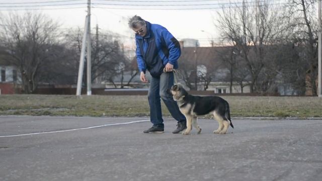 Щенок восточно-европейской овчарки (ВЕО) ЧестерАльянс Валстар 3 мес смотреть онлайн