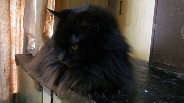 Nikon coolpix p500. Lucullus,the Selkirk Rex. смотреть онлайн