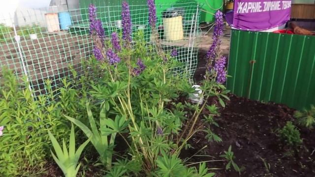 Дачный  #vlog. Мой отдых на даче,(почти санаторий!!!) часть1.