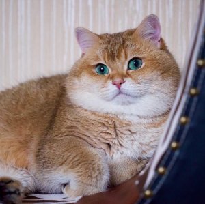 Песенка про котика! Её слушают дети, но ведь там про трупов((  Или это для Современных детей?!) ХМ