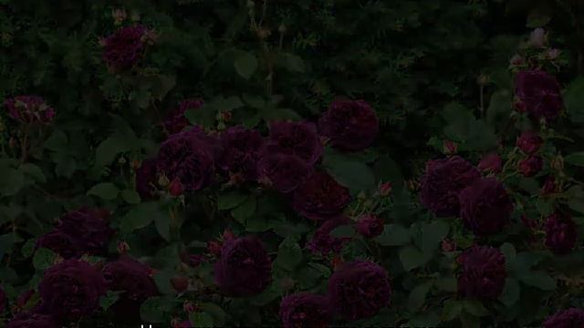 Роза Манстед Вуд (Munstead Wood) — описание сортового растения смотреть онлайн