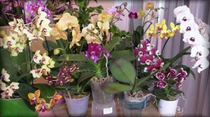 ДУХ ЗАХВАТЫВАЕТ, ГЛЯДЯ НА НИХ!  "ВСЁ НЕ НАПРАСНО, А ЗНАЧИТ НЕ ЗРЯ!"