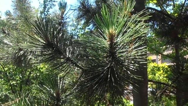 PINO NEGRO: Pinus uncinata (www.riomoros.com) смотреть онлайн