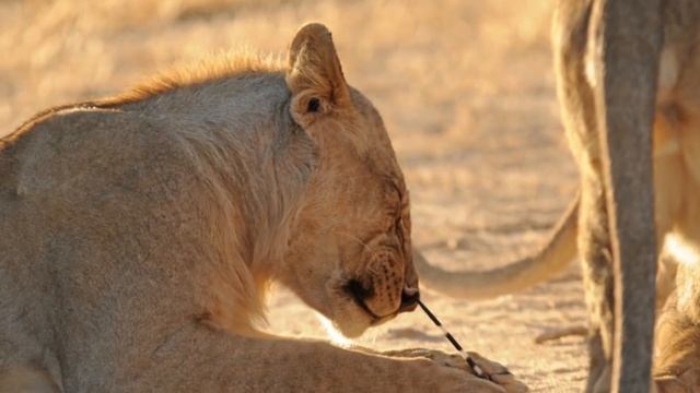 День, Когда Все Хищники Боятся Дикобраза смотреть онлайн