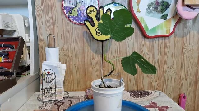 4.Формировка  бонсай из Инжира часть 4