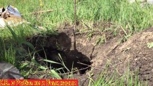 Как посадить саженец сливы чтоб он прижился.Сажаем сливу весной легко и быстро.