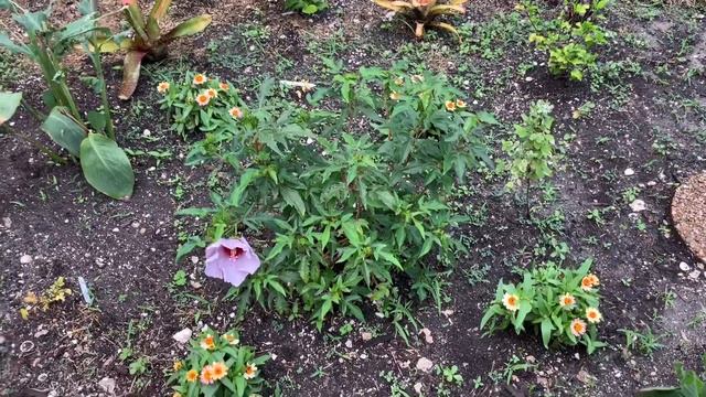 Update On The Bleu Brûlée Hardy Hibiscus!💙✨🌿//Ultimate Gardening смотреть онлайн