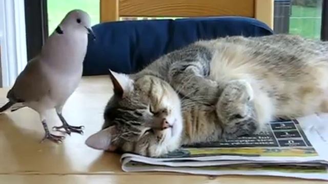 дружба кота и птицы смотреть онлайн