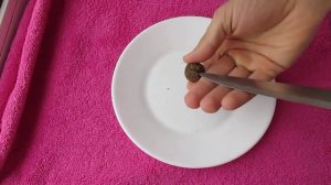 Сбор семян платана и знакомство с ними