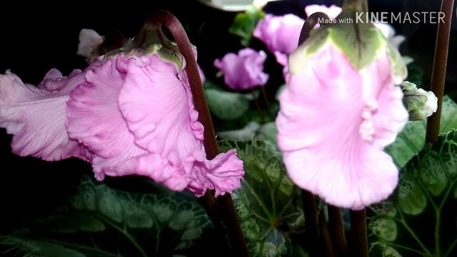 Обзор цветения моих цикламенов в марте 2019. смотреть онлайн