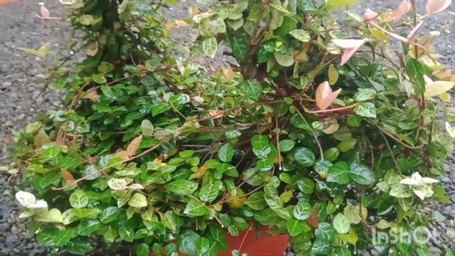 Creeping fig (Ficus pumila) Care and Propagation смотреть онлайн
