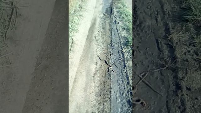 Гадюка на Урале. Степное Челябинской обл. смотреть онлайн