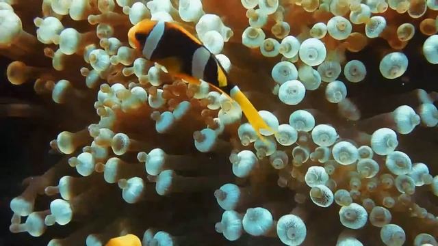 Музыка релакс 2022 г.| для успокоения | заряжает энергией | настрой на позитив смотреть онлайн