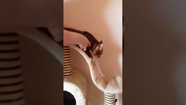 Бенгальский кот вязка смотреть онлайн
