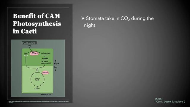 Photosynthesis in Cacti смотреть онлайн
