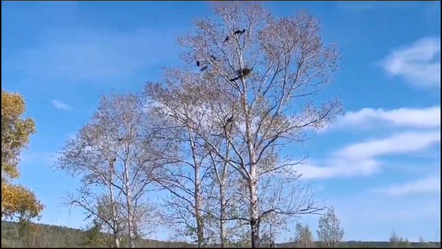 23.09.2023г.ОСЕНЬ НА ДАЛЬНЕМ ВОСТОКЕ. ТАЕЖНЫЙ. КОМСОМОЛЬСК-НА-АМУРЕ смотреть онлайн