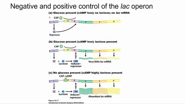 Control of Gene Expression in bacteria part 3 смотреть онлайн