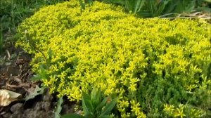 Седум (Очиток) едкий (Sedum Acre) - неприхотливый почвопокровный суккулент