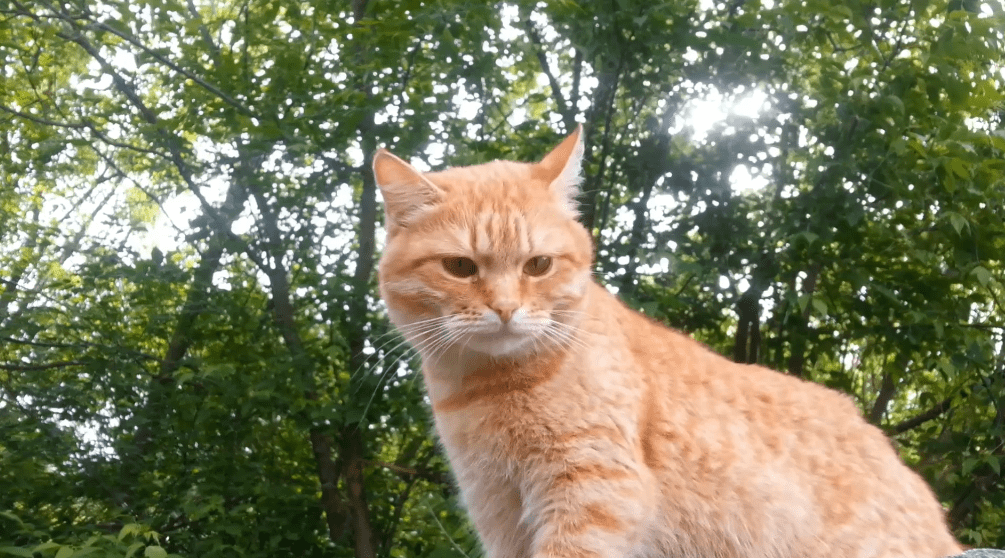 Песнь победителя смотреть онлайн