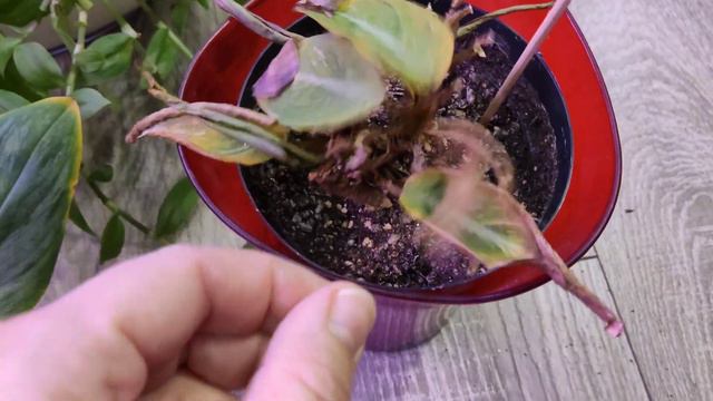 Зимняя гибель растений,🥀/Психология отношений к растениям🤦/Реакция на неудачи😨. Как преодолеть это🤷 смотреть онлайн