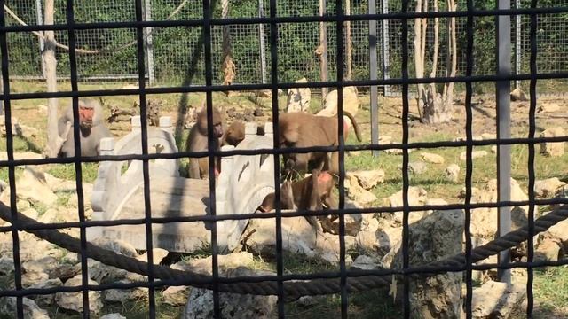 ПАРК ЛЬВОВ ТАЙГАН. ТАЙГАН - ЦАРСТВО ЛЬВОВ! TAIGAN LIONS SAFARI PARK. TAIGAN IS THE KINGDOM OF LIONS