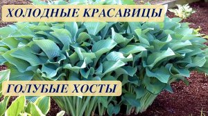 ГОЛУБЫЕ ХОСТЫ ОТ КАРЛИКОВЫХ ДО ГИГАНТСКИХ. КРАСИВЫЕ СОРТА. Дачный креатив.