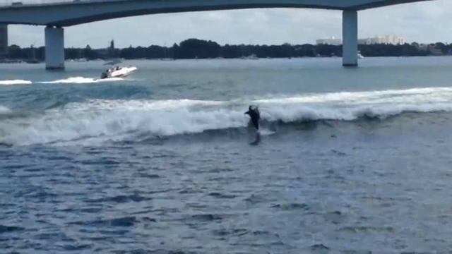 DOLPHIN - Story time смотреть онлайн