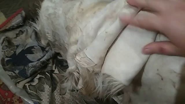 Проект "4 шкуры" или Вычинка козьих шкур, часть 1: отмока, мездрение, пикель. смотреть онлайн