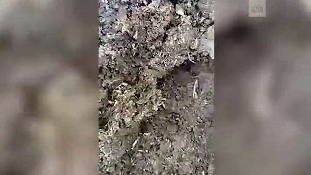 Россию атаковали полчища мух смотреть онлайн