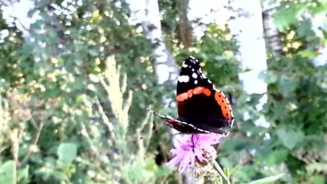 Бабочка адмирал и пестрянка смотреть онлайн