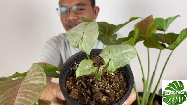 Rare Syngonium | Syngonium Milk Confetti ไม้ด่างมาแรง | Plant With Me