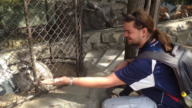 Еноты в Белградском зоопарке. Часть 1 смотреть онлайн