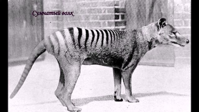 Странные животные. Часть 5 смотреть онлайн