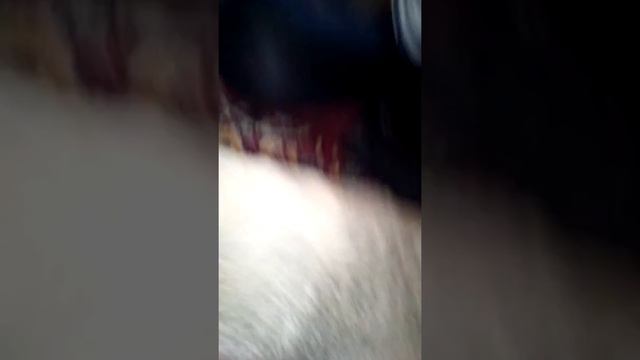 Родились щенки лайки и мы за ними ухаживали. смотреть онлайн