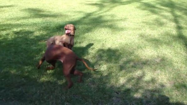 Rhodesian Ridgeback vs Pitbull HD