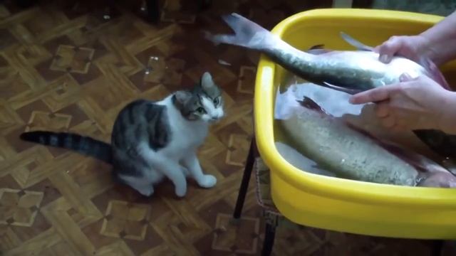 типа кошка рыболов блин.mp4 смотреть онлайн