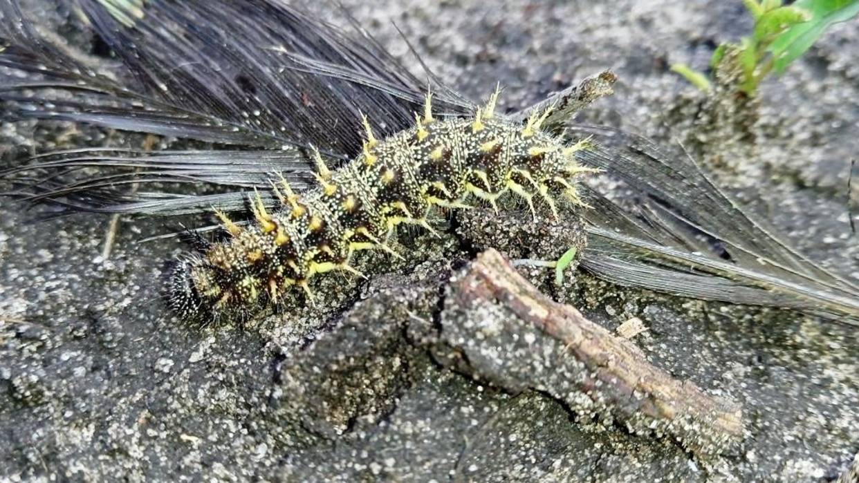 Гусеница. Адмирал ( Vanessa atalanta ) смотреть онлайн