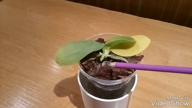 Орхидеи. Размножение детками. Уход за маленькой орхидейкой. смотреть онлайн