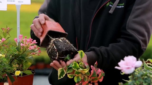 Хаутюнія смотреть онлайн
