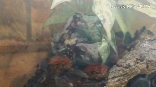 Зоопарк Либерец, Чехия смотреть онлайн