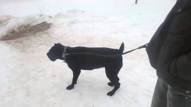 Кане корсо смотреть онлайн