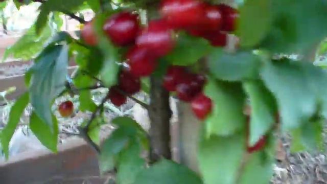 КИЗИЛ в Мариуполе УРОЖАЙ 2021 . Dogwood Harvest. !!!