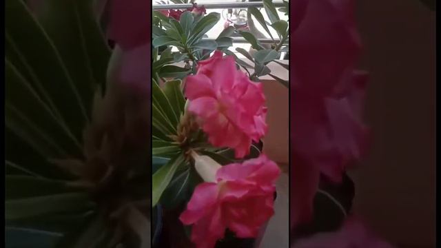 Khile huye different color ke Kuchh adenium смотреть онлайн