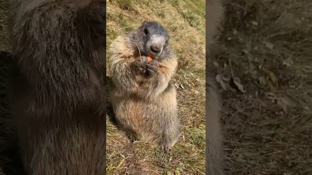 Сурок ест морковку. Бабак їсть моркву. Murmeltier isst die Möhre. смотреть онлайн