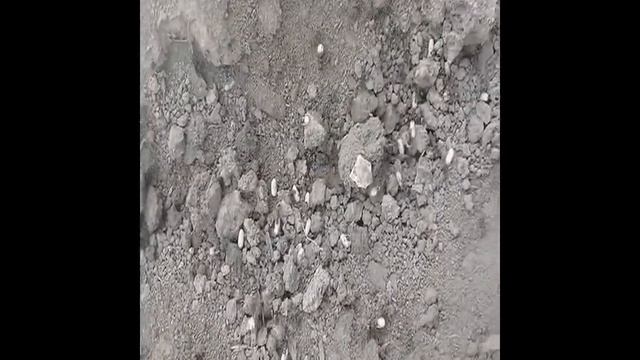 Муравьи поселились на даче в огороде, как их выгнать