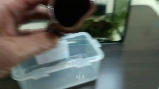 Неожиданный нерест анциструса. Малек поплыл. смотреть онлайн