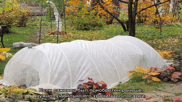 Когда лучше сажать розы в открытый грунт