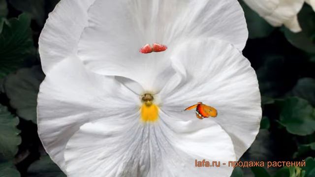 Виола крупноцветковая Вайт (white) 🌿 обзор: как сажать, семена виолы Вайт смотреть онлайн