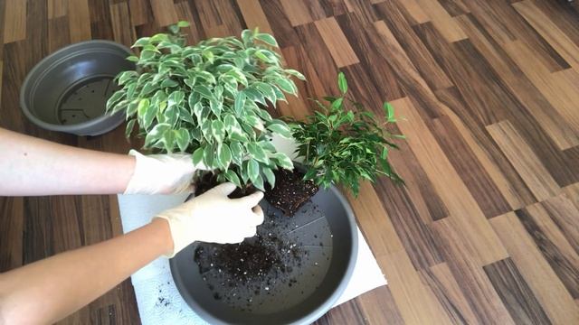 Круговое плетение фикуса Бенджамина. Как заплести фикус. Часть І смотреть онлайн
